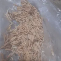 شالی دم سیاه