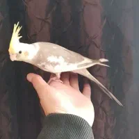 یک عدد عروس هلندی سخنگو. دستی دوکت