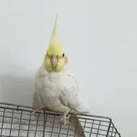 عروس هلندی ماده لوتینو|پرنده|آمل, |دیوار