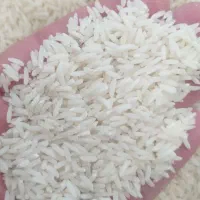 برنج طارم هاشمی درجه یک