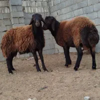 فروش ویژه بر نرهای همو و...