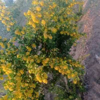 فرووش فووری