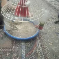 سیره خاکی جوجه امسال به شرط خواندن