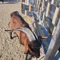 نربز الپاین