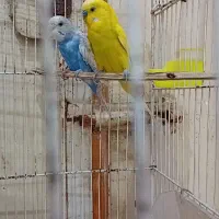 جفت مرغ عشق. ماده اسپانگل. نرم زرد کاشانی|پرنده|زهک, |دیوار