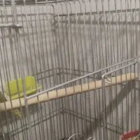 عروس هلندی|پرنده|کرمان, |دیوار