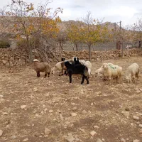 بره نر|حیوانات مزرعه|دیشموک, |دیوار