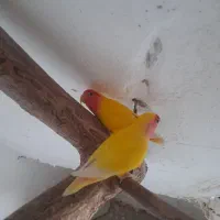 طوطی برزیلی مولد