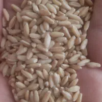 گندم دیم بوجاری شده و گندم زیر بوجاری فراهان