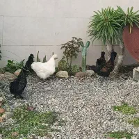 فروش مرغ و جوجه زینتی کمیاب و خاص