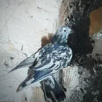 سار هفترنگ نر