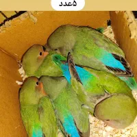 جوجه کوتوله برزیلی|پرنده|تهران, جوادیه|دیوار