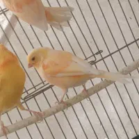 جوجه‌ماده