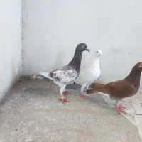 کفتر،کبوترآلمانی