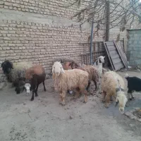 حیوانات مزرعه|حیوانات مزرعه|داران, |دیوار