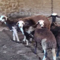 بره ماده|حیوانات مزرعه|رضویه, |دیوار