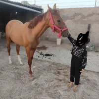 اسب توربرد