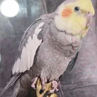 پرنده مژدگانی ۱۰ تومن