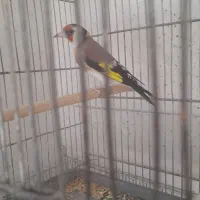 کبوتر خانگی وسهره ماده جوجه قفس|پرنده|فولادشهر, مسکن مهر فولادشهر|دیوار