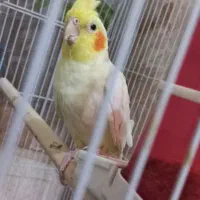 عروس لوتینو ماده