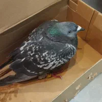 کبوتر پلاکی ماده