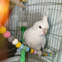 طوطی گرینچیک و عروس هلندی البینو|پرنده|گلزار, |دیوار