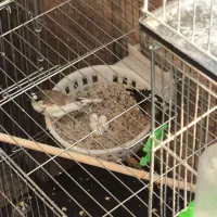 فنچ بنگال مولد(جفت خورده)