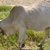 توافقی|حیوانات مزرعه|راسک, |دیوار