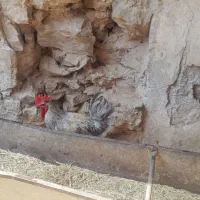 خروس
