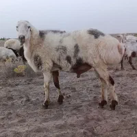 قوچ دوسال