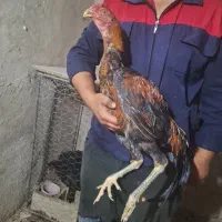 خروس لاری