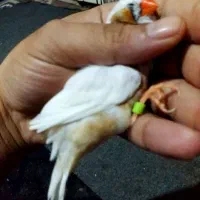 انگلیسی پلاک پلم تازه بالغ درشت|پرنده|بندر ماهشهر, |دیوار