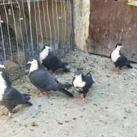 کبوتر|پرنده|درمیان, |دیوار