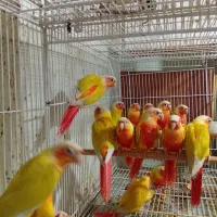 گرینچیک ردچیک