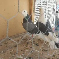 شازده سبز|پرنده|ساوه, |دیوار