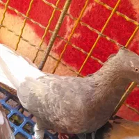 کبوتر دم سفید جفت ۱۲ پر دم پهن|پرنده|اهواز, امانیه|دیوار