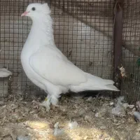 کبوتر