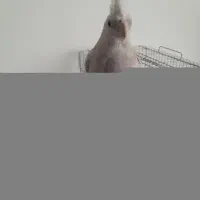 عروس هلندی|پرنده|شیراز, شهرک گلدشت حافظ‎|دیوار