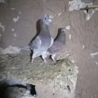 کبوتر مسافتی