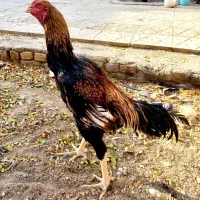 جوجه لاری اوشامو|حیوانات مزرعه|کهریزک, |دیوار