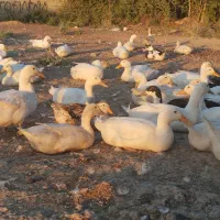 ۸۰عدد اردک پکنی تخم گذار