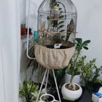 عروس هلندی نر و ماده دستی و رام