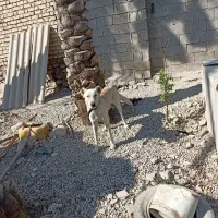 سگ سرابی دو رگه|سگ|کازرون, |دیوار