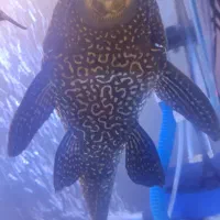 کت فیش لجن خوار اسپرت|ماهی|شیراز, پودنک|دیوار