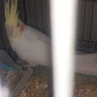 عروس هلندی|پرنده|ماهان, |دیوار