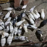 فروش کبوتر همه نوع|پرنده|چالوس, |دیوار