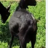 نربز مورسیا