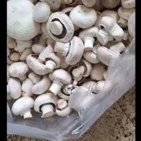 پخش قارچ|خوردنی و آشامیدنی|تربت جام, جامرود|دیوار