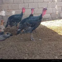 ۵ تا بوقلمون ۲تانر و۳تا ماده سالم واکسن زده