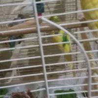 تعداد ۴عدد مرغ عشق بفروش می‌رسد